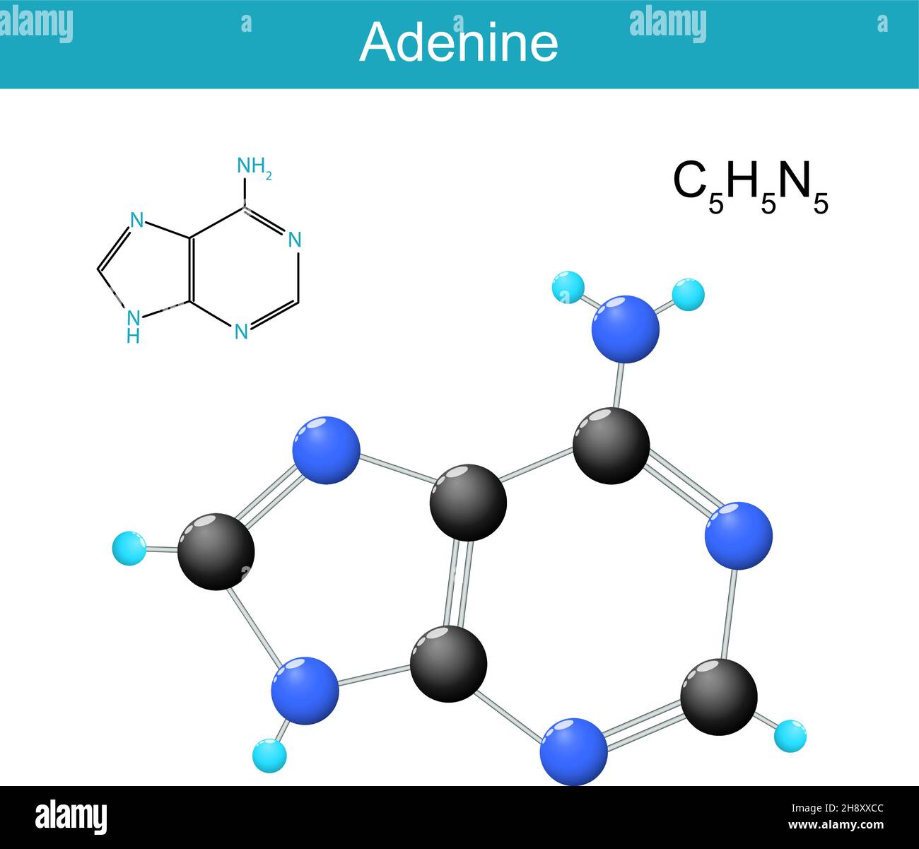 Adenin-Molekülformel. Chemische Strukturformel und Modell von Nukleobasen in der DNA gefunden. Vektorgrafik Stock Vektor