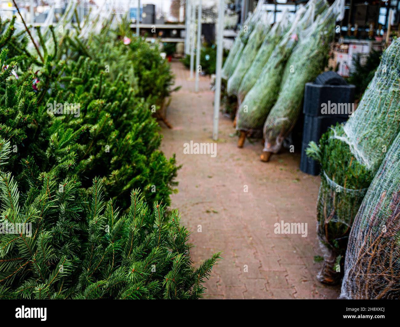 Weihnachtsbäume auf dem Bauernmarkt zum Verkauf in der Ferienzeit. Stockfoto