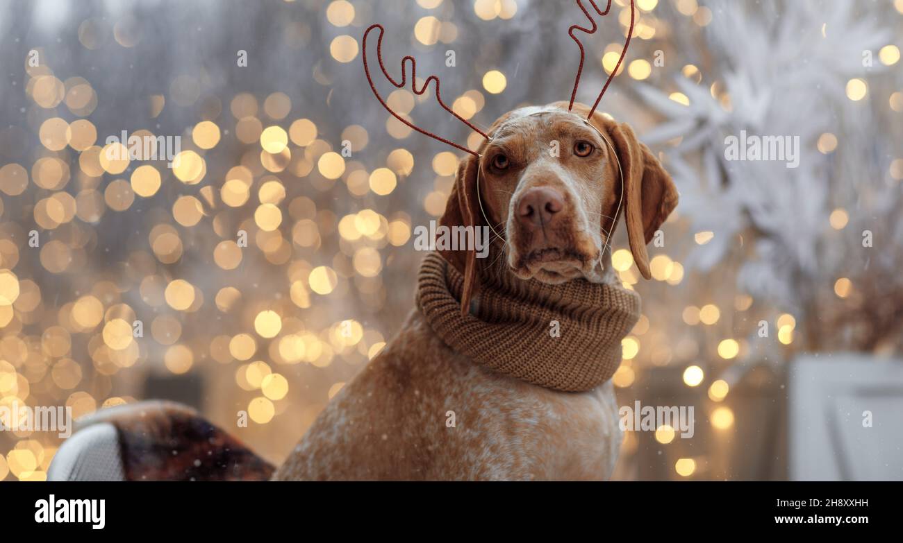 Neujahr und Weihnachtskonzept mit Braque Du Bourbonnais Hund trägt Rentiergeweih Stirnband im Schnee Stockfoto