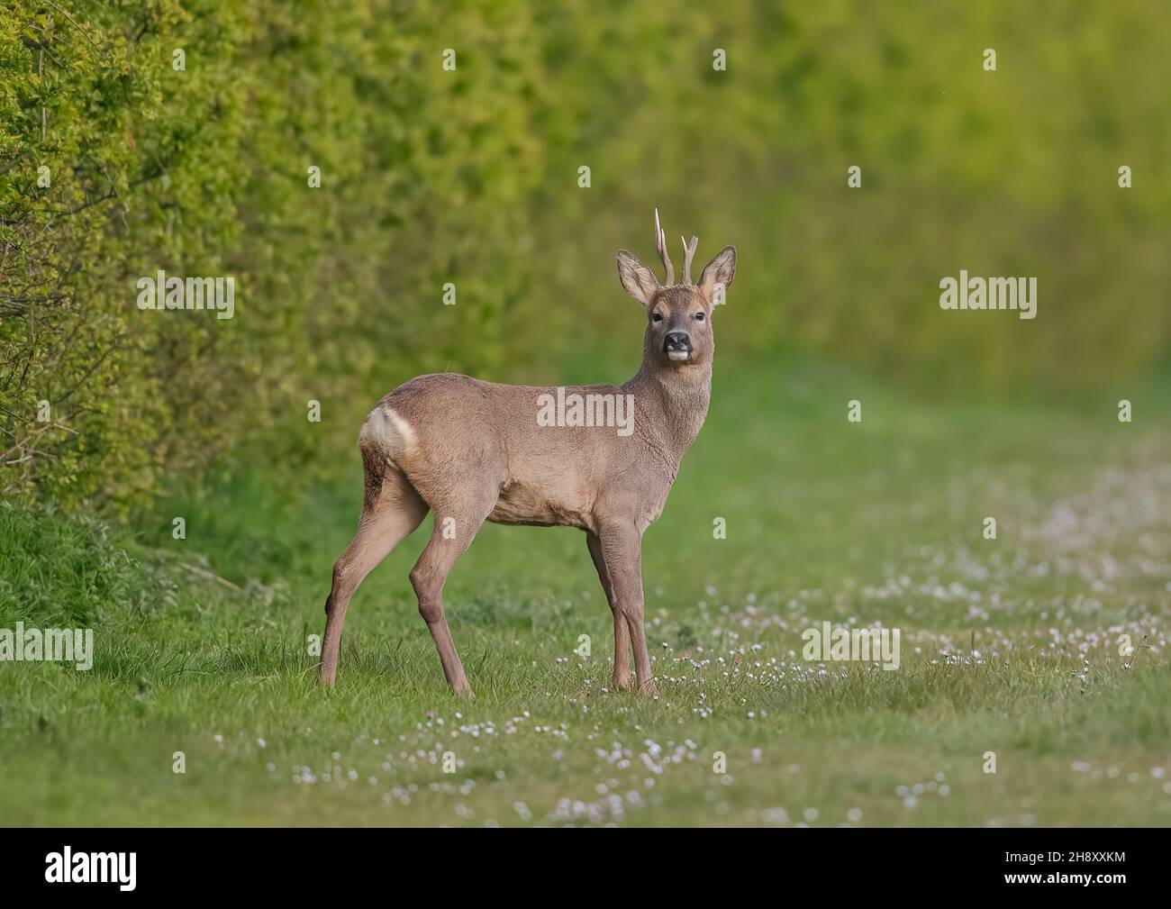 Ein Roe Deer Buck, mit einem zerbrochenen Geweih, der wach auf den Grasrändern in der Sonne steht. Suffolk, Großbritannien Stockfoto