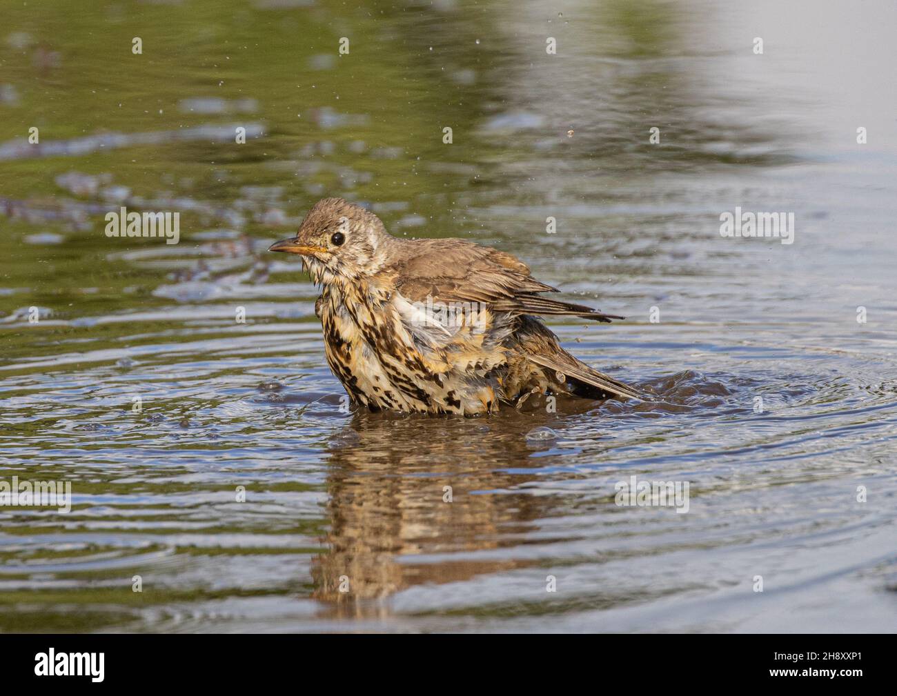 Ein Song Thrush (Turdus philomelos), der ein schönes Bad in einer Pfütze hat. Suffolk, Großbritannien Stockfoto