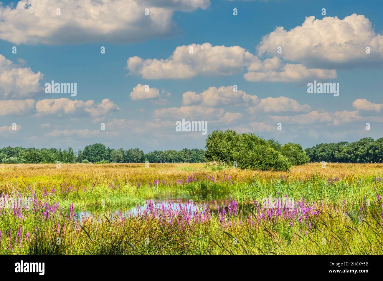 Weite Sumpflandschaft im Bachtal von Rolder Diep, Teil von Drentse AA mit wilder Vegetation auf Sumpfland aufgrund des erhöhten Wasserpegels Stockfoto