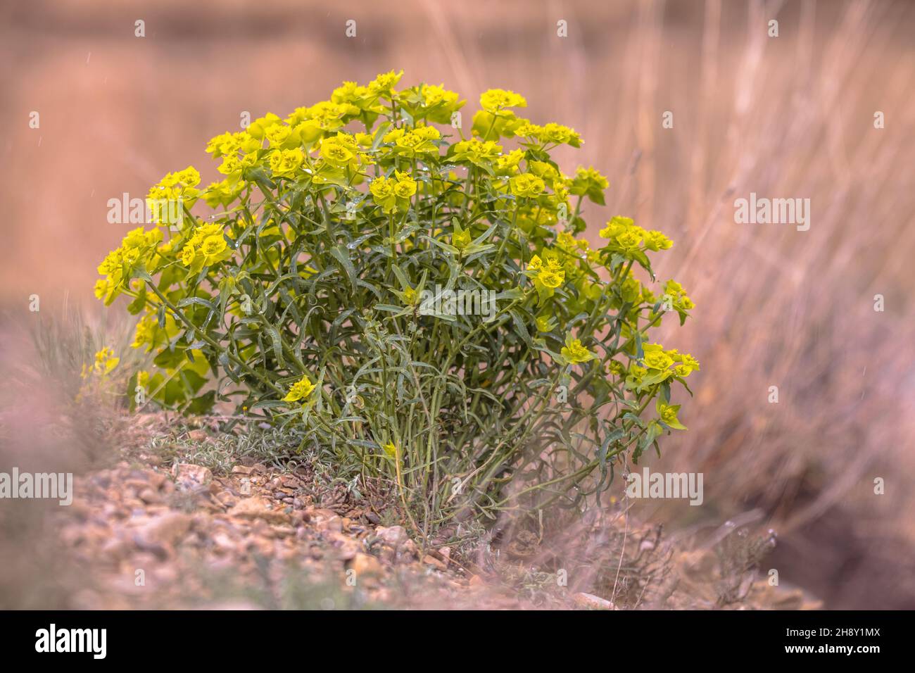 Gezackte Gelbblüten (Euphorbia serrata) im märz in der Provinz Huesca, Aragon, Spanien. Stockfoto