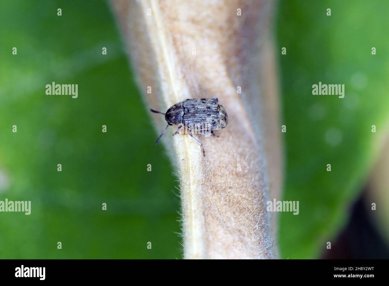 Der Bohnenkäfer Acanthoscelides obtectus oder Samenkäfer (Bruchinae oder früher Bruchidae) auf der Bohnenschote. Stockfoto