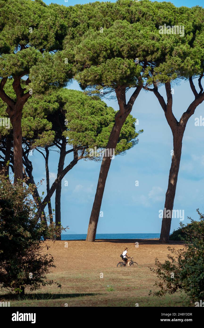 Baratti, Grosseto, Italien - 2021, September 18: Radfahren im Pinienwald, in der Nähe des Meeres, durch monumentale Bäume. Stockfoto
