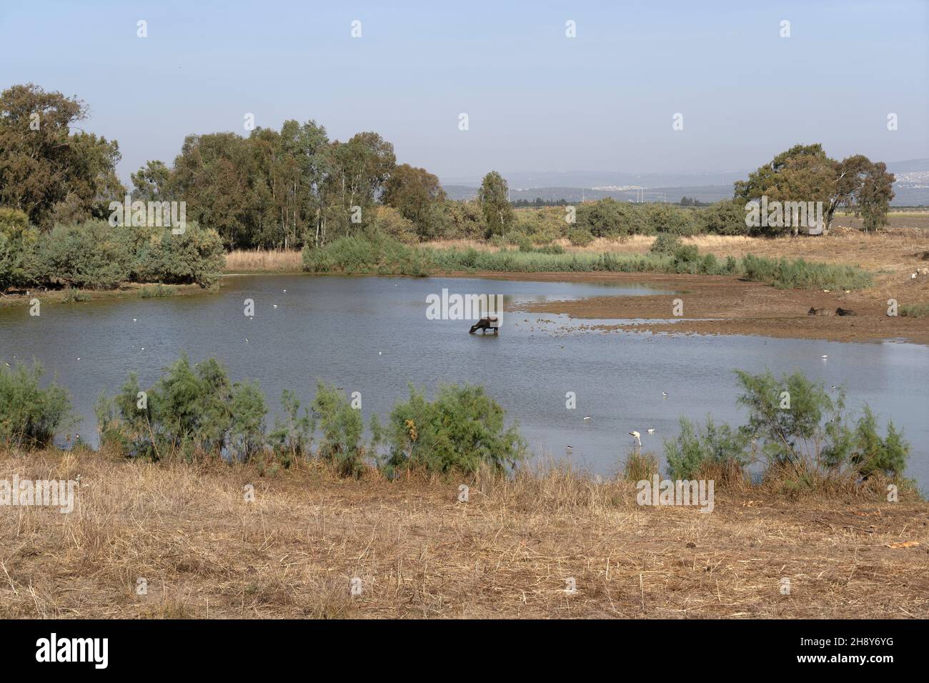 Tel Afek, Naturschutzgebiet in Israel Stockfoto