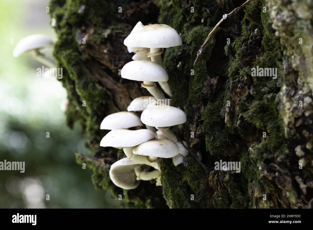 Nahaufnahme von weißen Pilzen und Moos auf einem Baumstamm Stockfoto