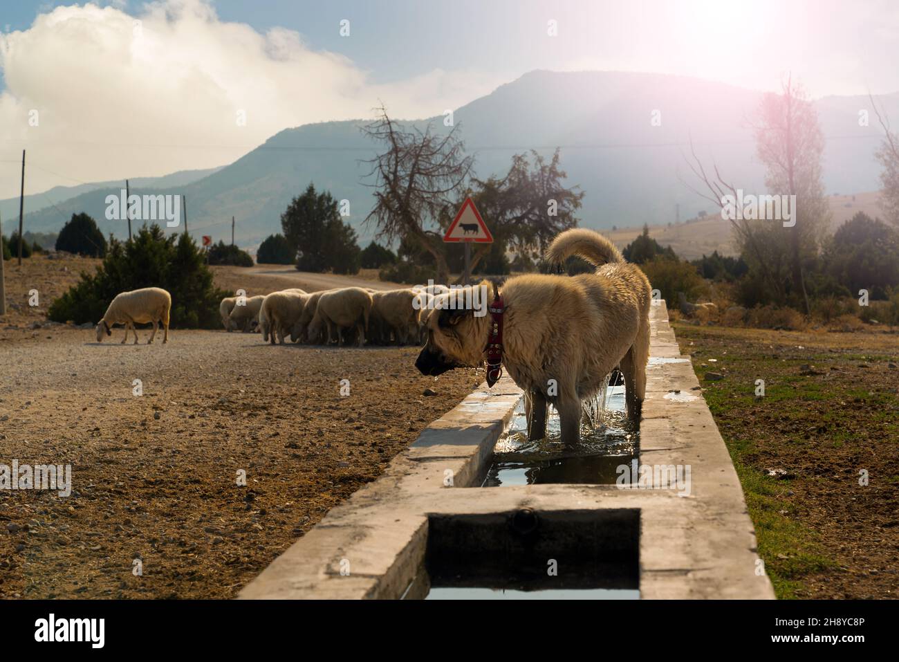 Schäferhund wäscht sich am Brunnen in der Landschaft von selbst und Schafe im Hintergrund. Stockfoto