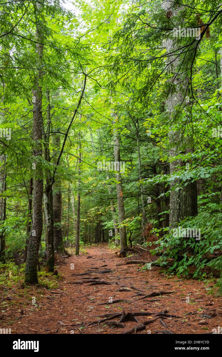 Wald um Echo Lake in New Hampshire, USA. Stockfoto