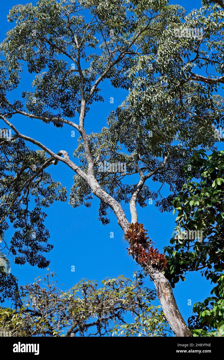 Bromelien auf Baumstamm, Rio, Brasilien Stockfoto