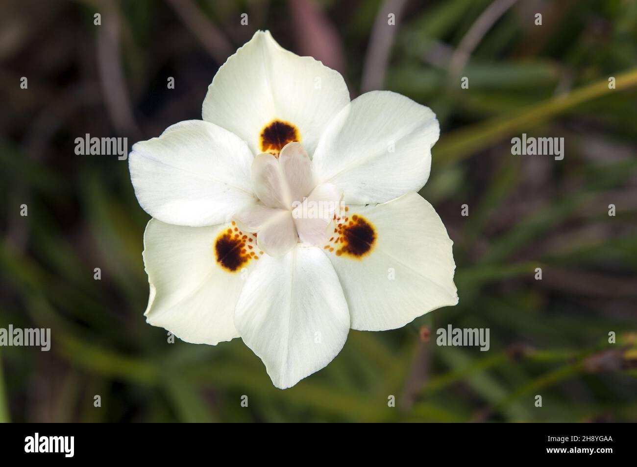 Papua-Neuguinea; Östliches Hochland; Goroka; Namta (Mefenga); Eine weiße Feldblume aus der Nähe. Weiße Feldblume. Flor blanca del campo. Biały polny kwiat Stockfoto