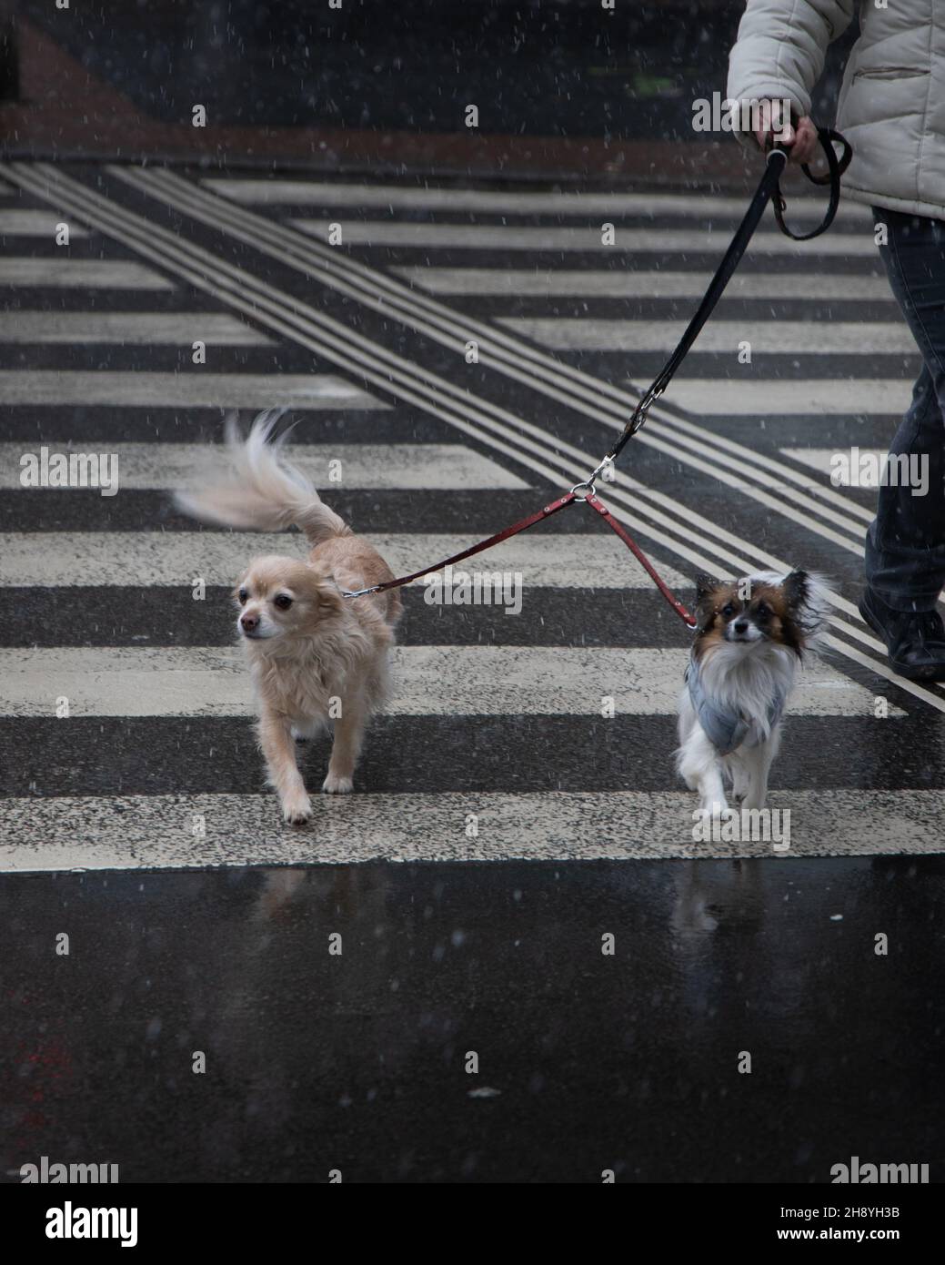 Selektive Fokusaufnahme eines Chihuahua und eines Papillons an einer Leine, die die Straße überquert Stockfoto