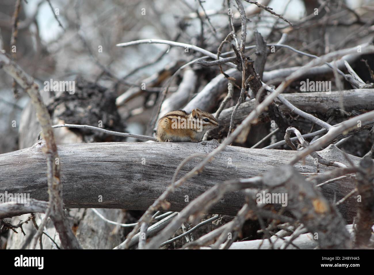 Am wenigsten Chippmunk auf einem Baumstamm. Tamias minimus. Das Foto wurde auf dem Trail am Lake Minnewanka, Alberta, Kanada, aufgenommen Stockfoto