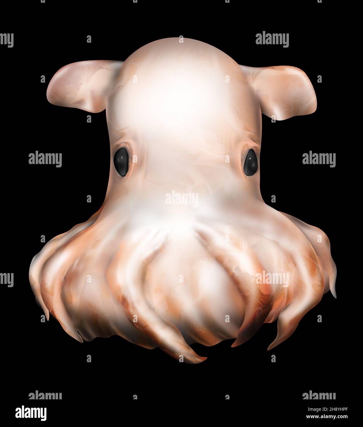 Dumbo Octopus. (Grimpoteuthis) in der Tiefsee. Stockfoto