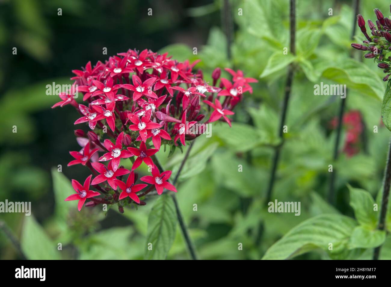 Papua-Neuguinea; Östliches Hochland; Goroka; Namta (Mefenga); kleine rote Blüten im Corymbium; Winzige rote Blüten in einer Dolde gesammelt Stockfoto