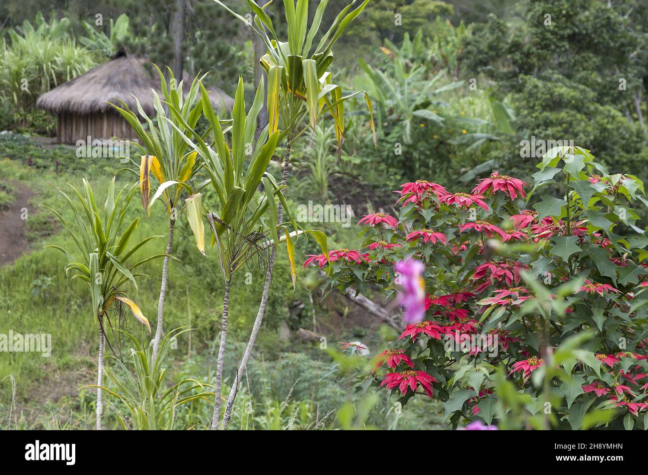 Papua-Neuguinea; Östliches Hochland; Goroka; Namta (Mefenga); Poinsettia im Busch; Weihnachtsstern im Busch; Flor de pascua en el monte; 丛林中的一品红 Stockfoto