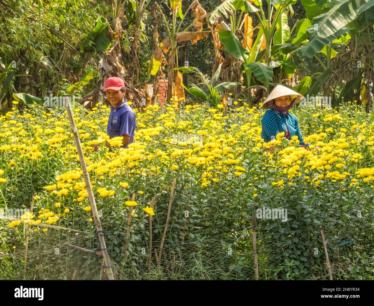 Zwei lächelnde Arbeiter pflücken gelbe Chrysanthemum-Blumen für den Markt vor dem vietnamesischen Neujahr - Phong Dien, Vietnam Stockfoto