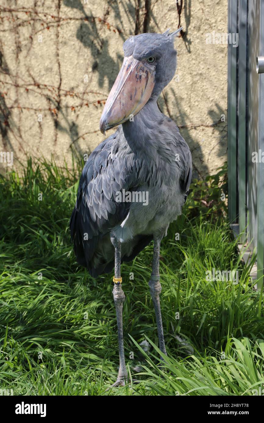 Schuhschnabel Stockfoto