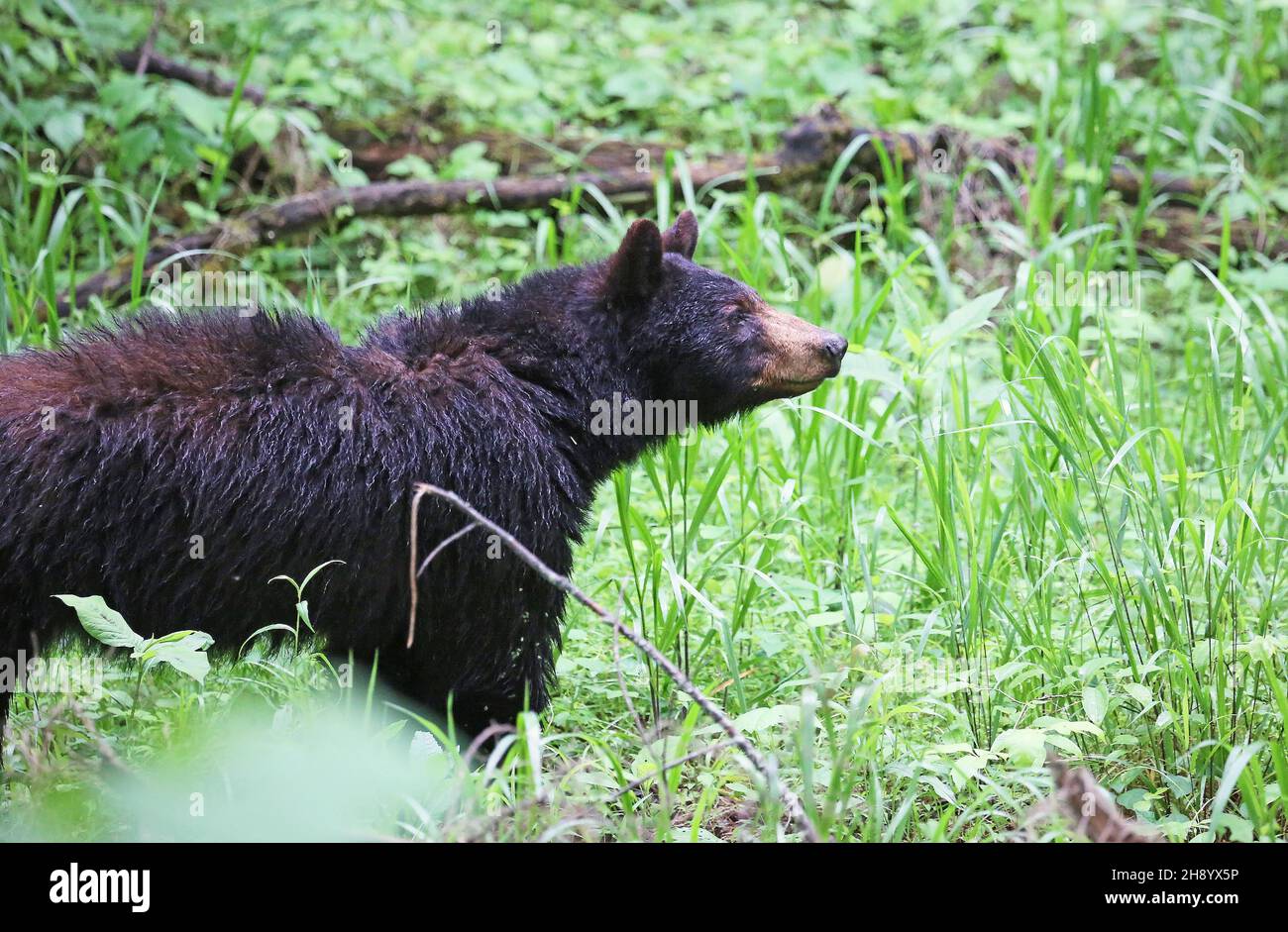 Mama Bär beobachten - Black Bear - Tennessee Stockfoto