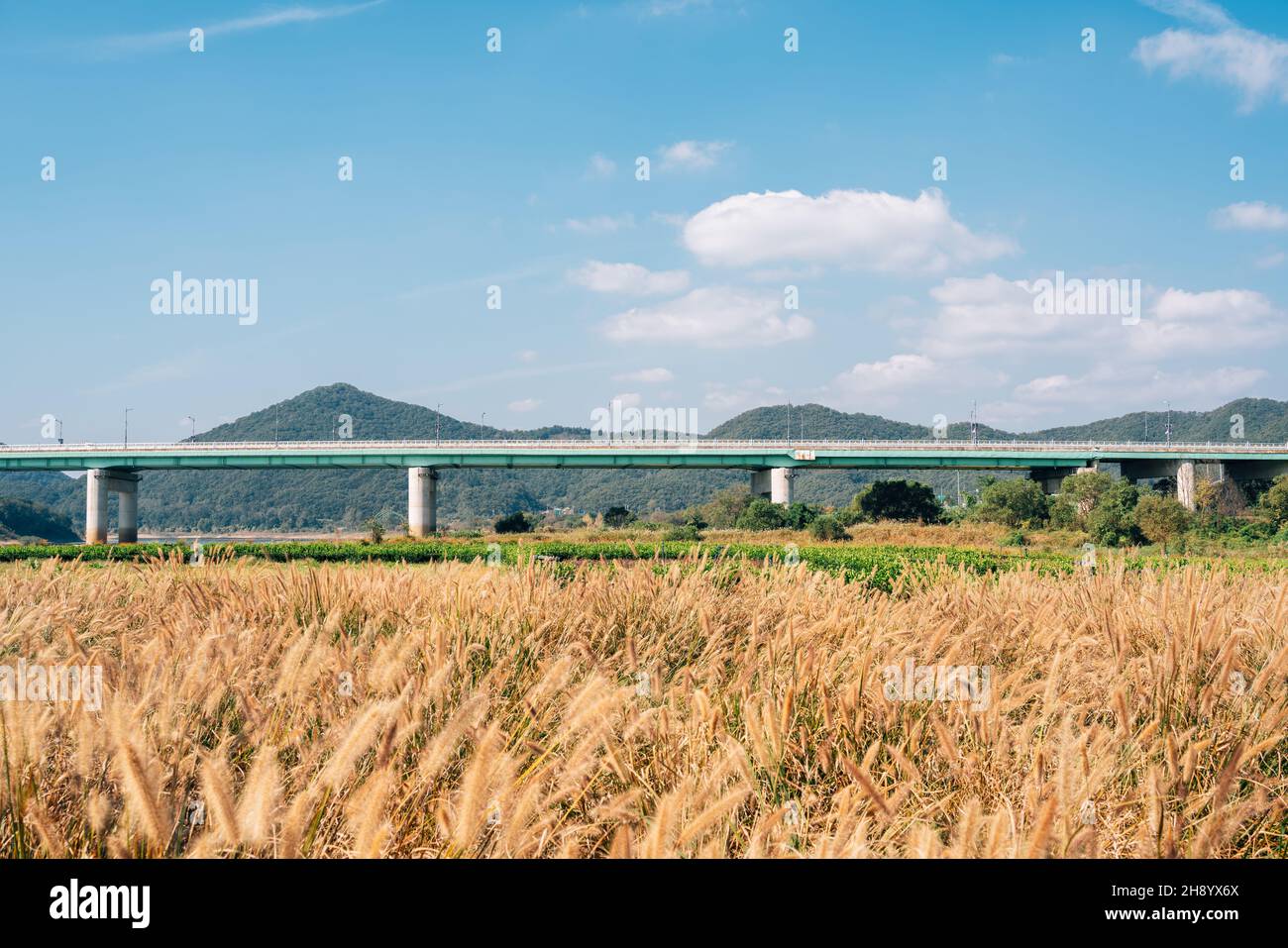 Mir Insel Herbst Schilffeld in Gongju, Korea Stockfoto