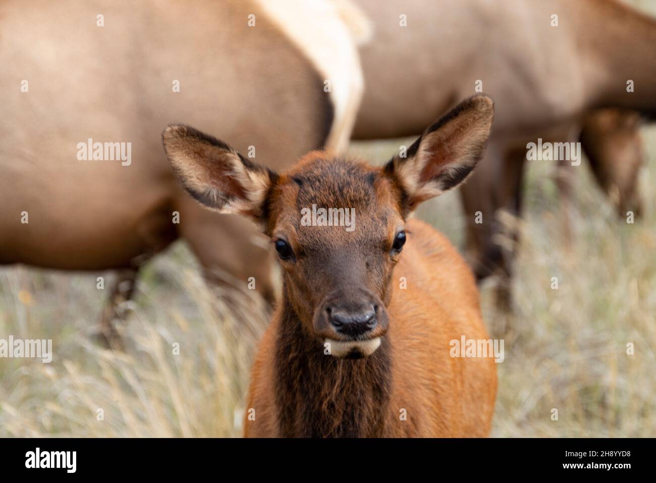 Nahaufnahme von Baby Elch, der für die Kamera posiert, direkt in die Fotografie schaut, andere weibliche Elche im Hintergrund Stockfoto