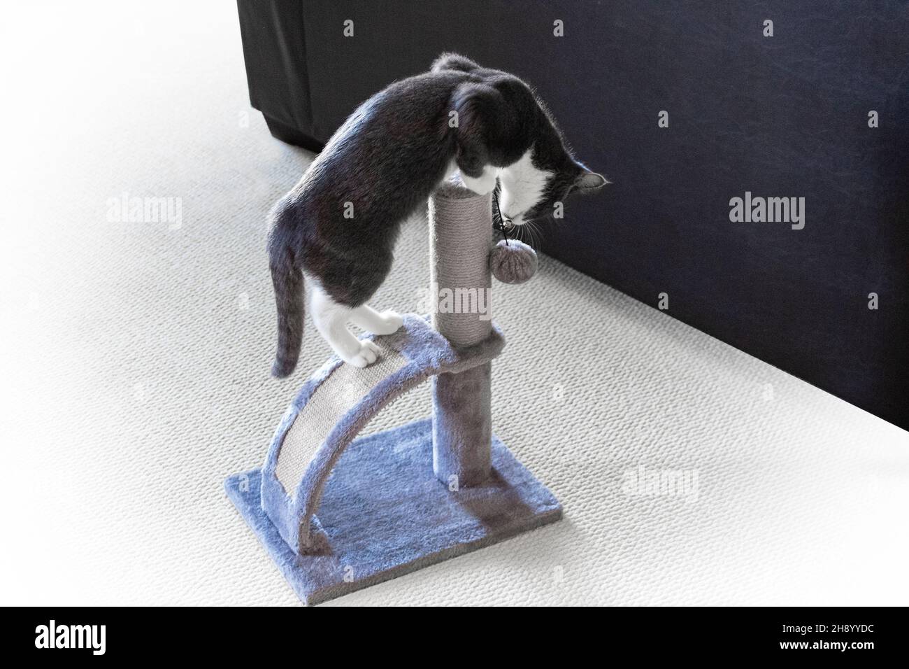 Graues und weißes Kätzchen, das auf ihrem Kratzspielzeug steht und mit einem hängenden Ball spielt Stockfoto