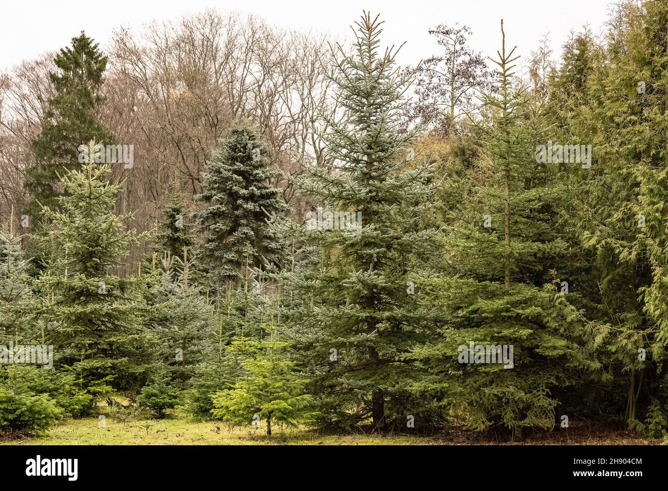 02. Dezember 2021, Niedersachsen, Bösinghausen: Verschiedene Nadelbäume wachsen auf einem Gebiet des Weihnachtsbaumverkaufs 'Billen Forst'. Die Christbaumproduktion und Waldbaumschule aus der Nähe von Göttingen bietet an verschiedenen Standorten im südlichen Niedersachsen Bäume zu Weihnachten an. Foto: Swen Pfoertner/dpa Stockfoto