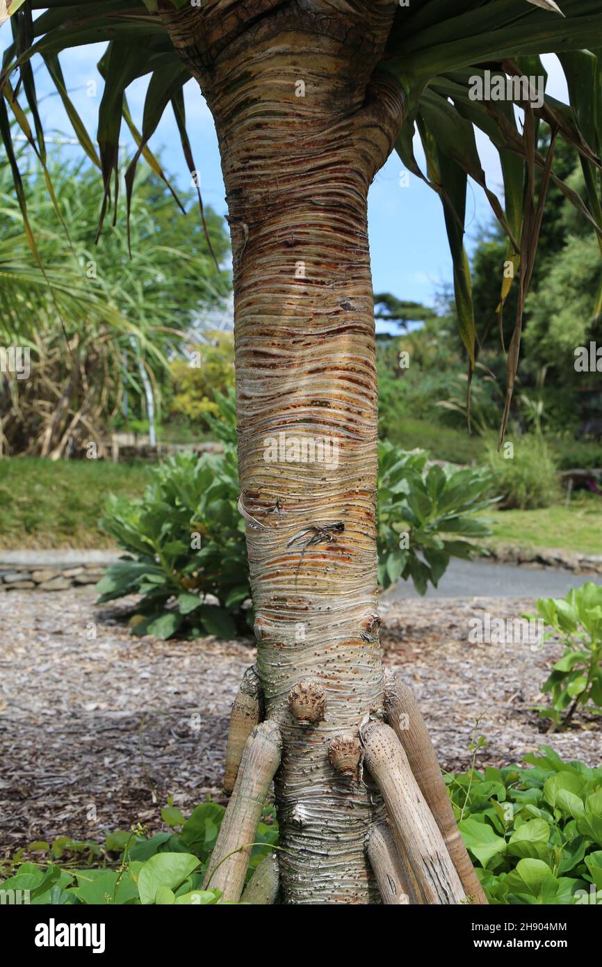 Streifen auf Baum Stockfoto