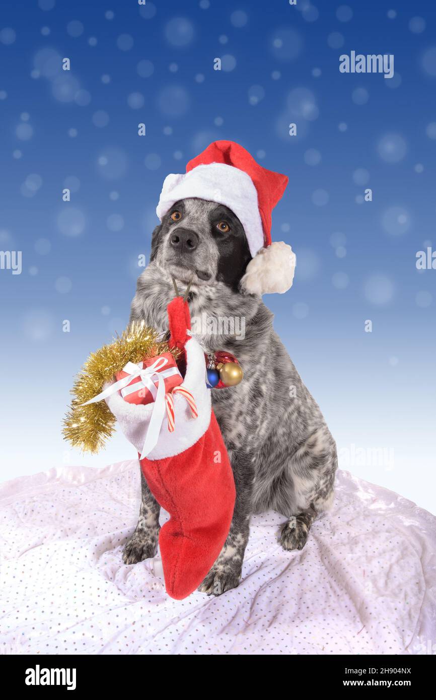 Der beste Helfer des Weihnachtsmannes, ein schwarz-weiß gefleckter Hund, der einen Weihnachtsstrumpf mit Geschenken hält und einen Weihnachtsmütze trägt; auf winterlichem blau-weißem Bokeh Stockfoto