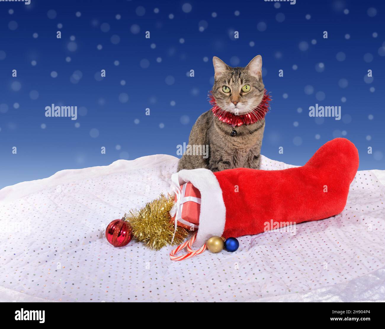 Braune tabby Katze mit rotem Lametta Kragen, sitzt hinter einem Strumpf mit Geschenken und bunten Weihnachtskugeln und goldenem Lametta; auf blau und weiß Stockfoto