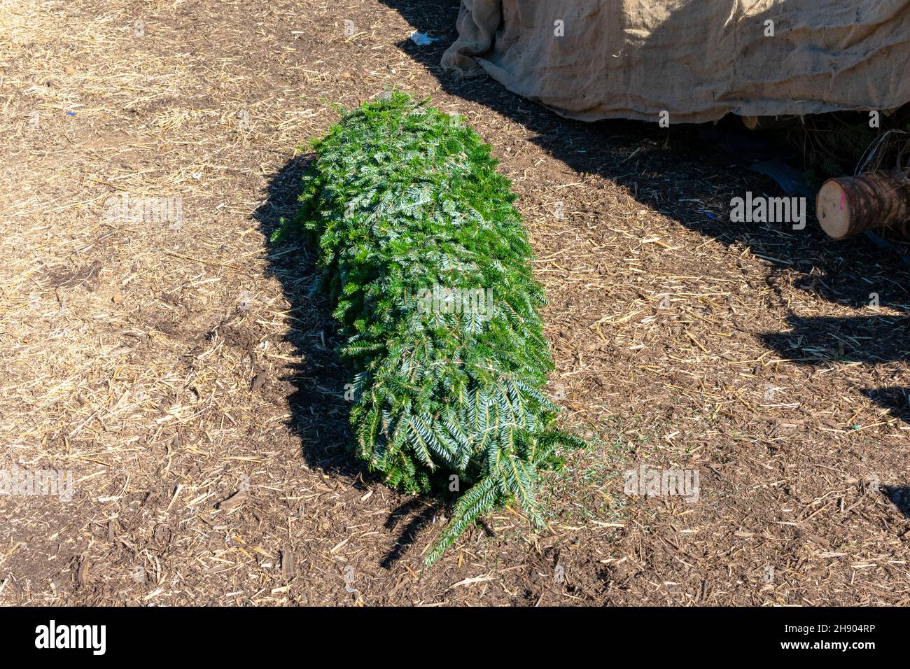 Ein in Schnur gewickelter Weihnachtsbaum liegt auf dem Boden eines Weihnachtsbaummarktes im Freien. Stockfoto
