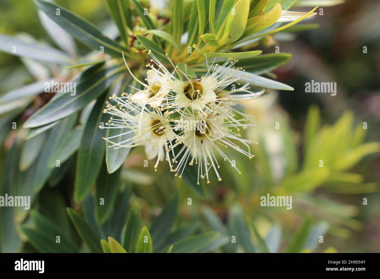 Botanischer Garten Pflanzen Stockfoto