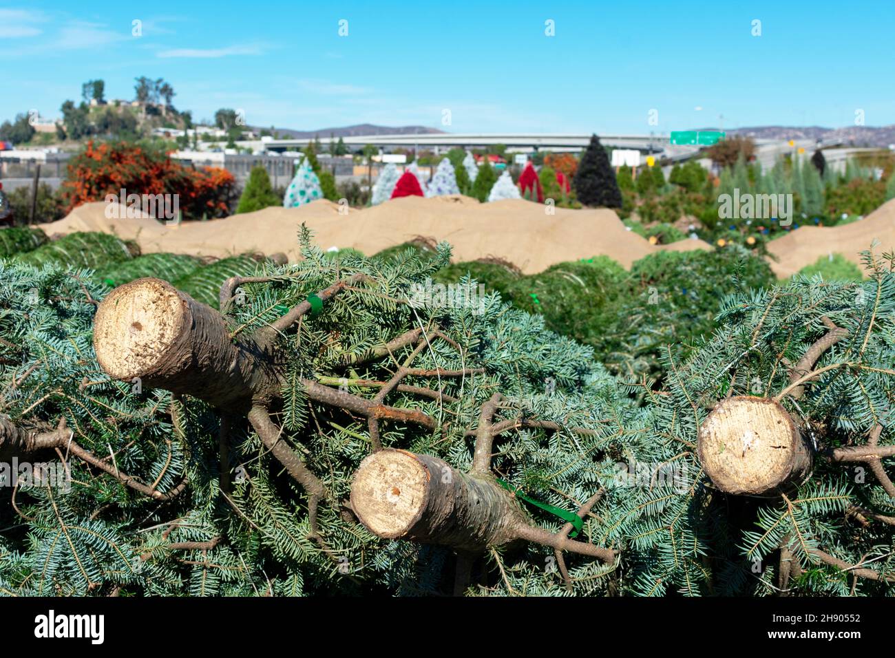 Ein Stapel vorgeschnitten gebündelter Weihnachtsbäume. Verschwommene bunt bemalte Weihnachtsbäume im Hintergrund auf dem Weihnachtsbaummarkt. Stockfoto