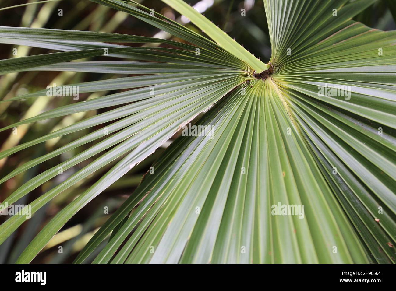 Botanischer Garten Pflanzen Stockfoto