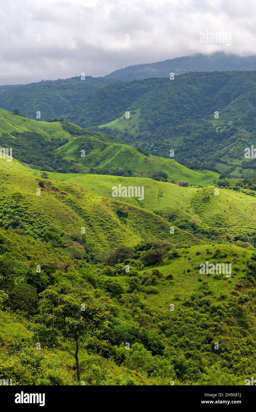 Monteverde Wolkenwald im vertikalen Format, Costa Rica, Mittelamerika. Stockfoto