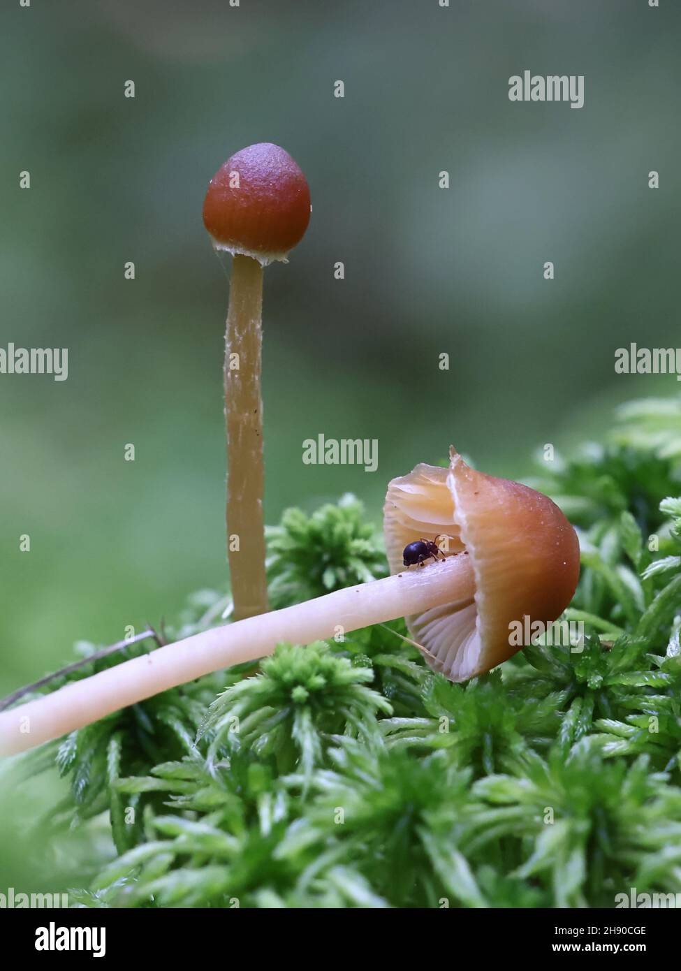 Galerina sphagnicola, kleiner brauner Pilz aus Finnland, kein gebräuchlicher englischer Name Stockfoto