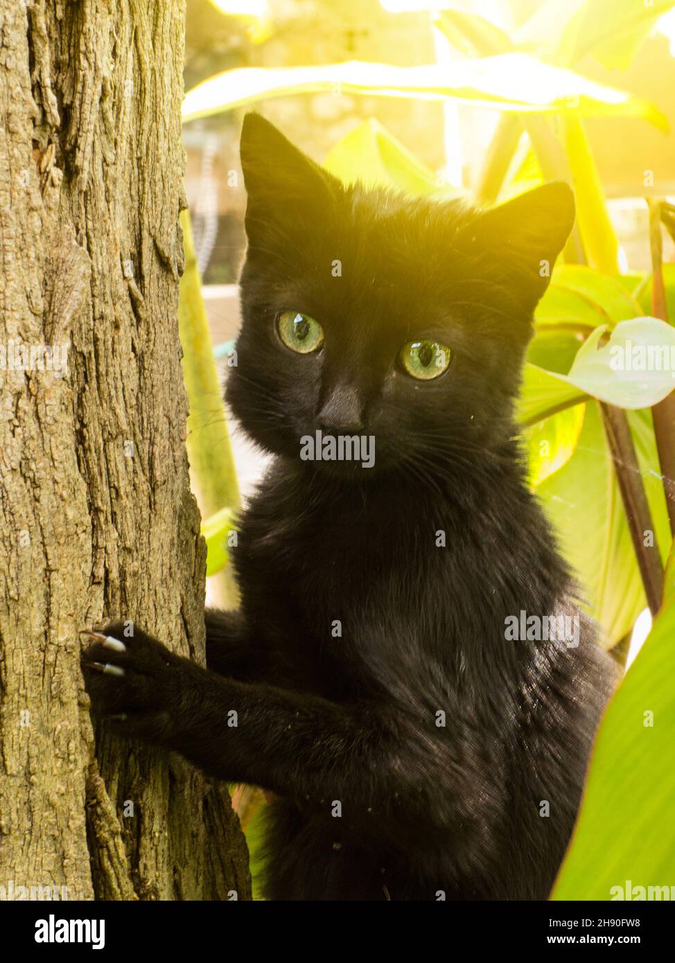 Schwarzes Kätzchen klettert auf einen Baum Stockfoto