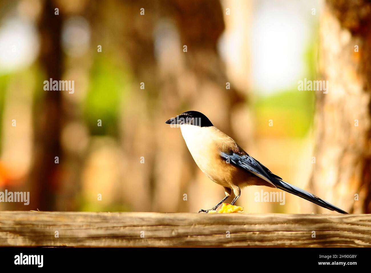 Cyanopica cyanus - der Langschwanz ist eine Art von Singvögeln - Corvidae. Stockfoto