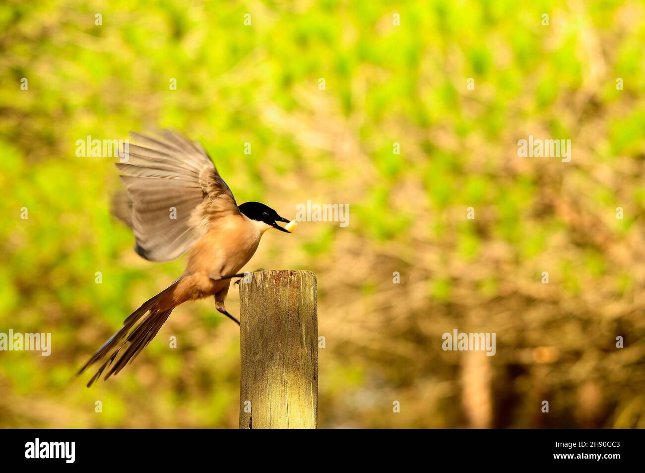 Cyanopica cyanus - der Langschwanz ist eine Art von Singvögeln - Corvidae. Stockfoto