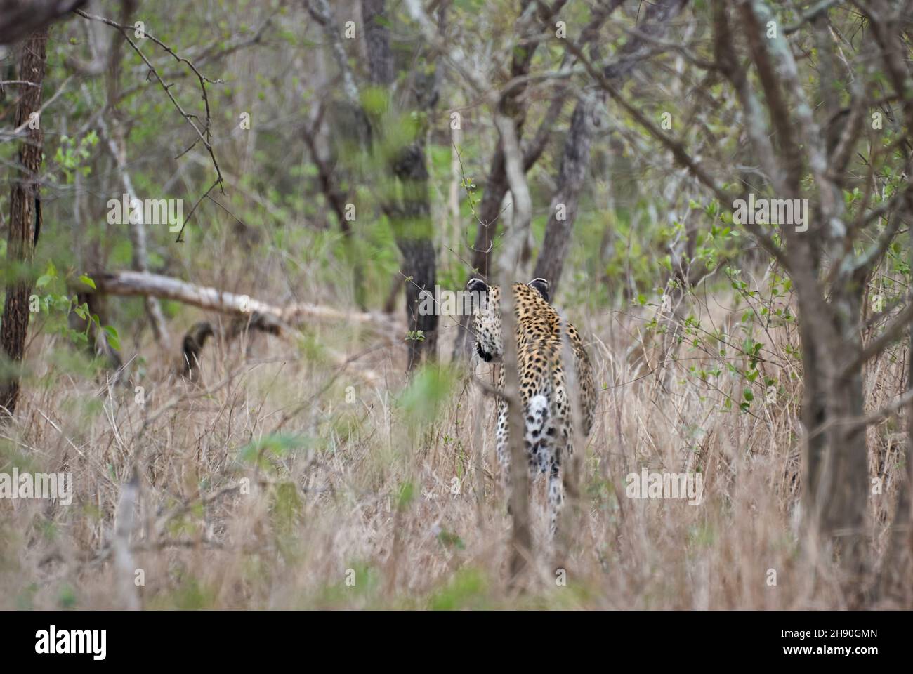 leopard, Panthera pardus, ist eine große afrikanische Wildkatze und furchtloses Raubtier Stockfoto