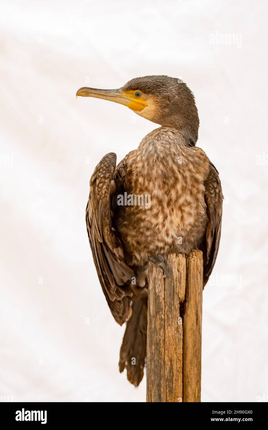 Phalacrocorax carbo - der große Kormoran ist eine Art von suliformen Vögeln aus der Familie der Phalacrocoracidae. Stockfoto