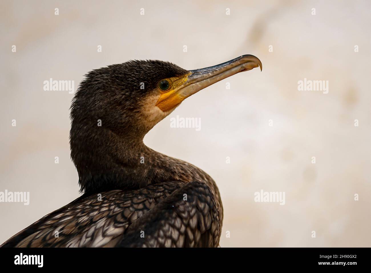 Phalacrocorax carbo - der große Kormoran ist eine Art von suliformen Vögeln aus der Familie der Phalacrocoracidae. Stockfoto