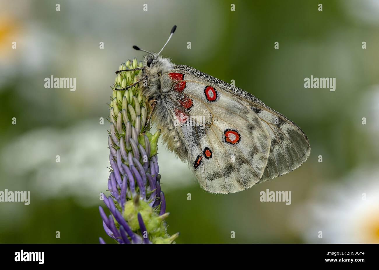 Apollo-Schmetterling, Parnassius apollo, Roosting on Rampion, Maritime Alps. Stockfoto