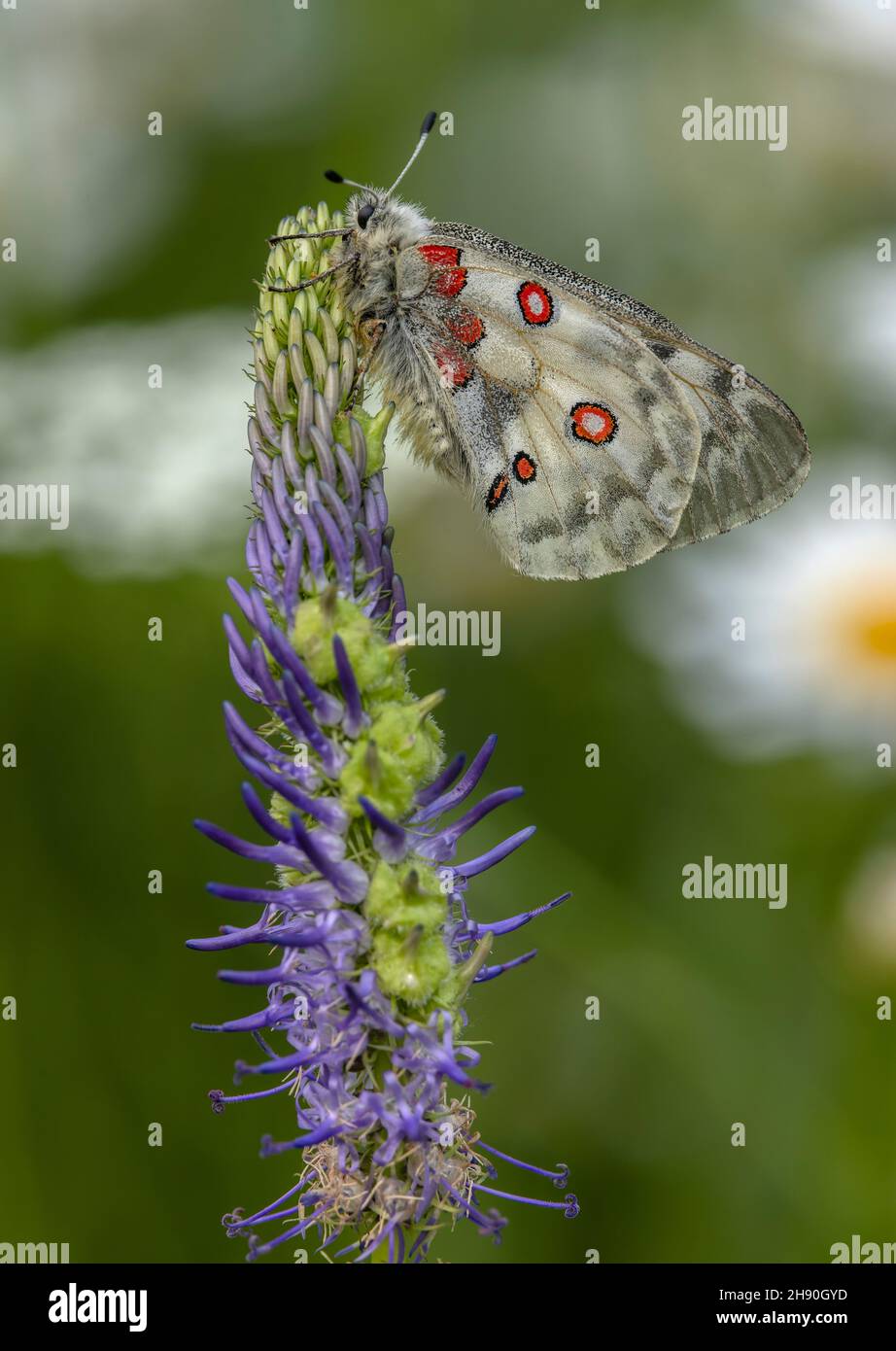 Apollo-Schmetterling, Parnassius apollo, Roosting on Rampion, Maritime Alps. Stockfoto