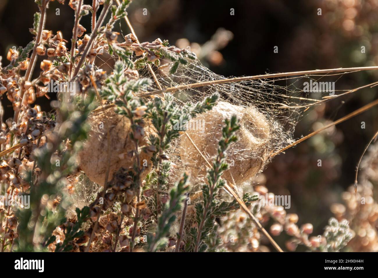 Zwei Eierfälle oder Kokons der Wespenspinne (Argiope bruennichi) in Heidekraut im Winter, Hampshire, England, Großbritannien. Stockfoto
