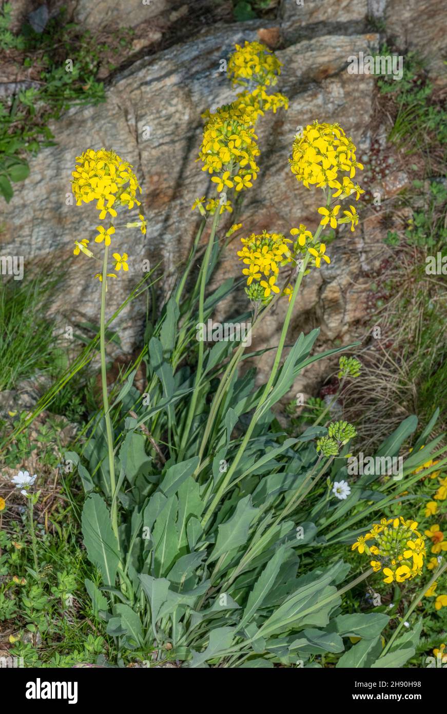 Ein Alpenkraut, Coincya richeri, endemisch in den Südwestalpen. Stockfoto