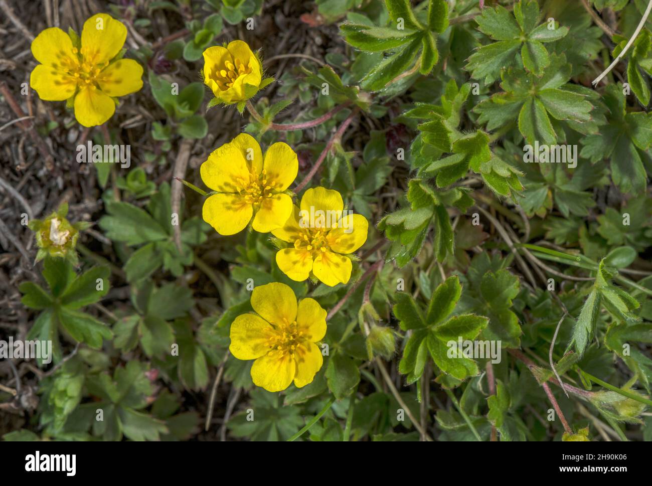 Alpine cinquefoil, Potentilla crantzii, in Blüte in hochalpinen Grasland. Stockfoto