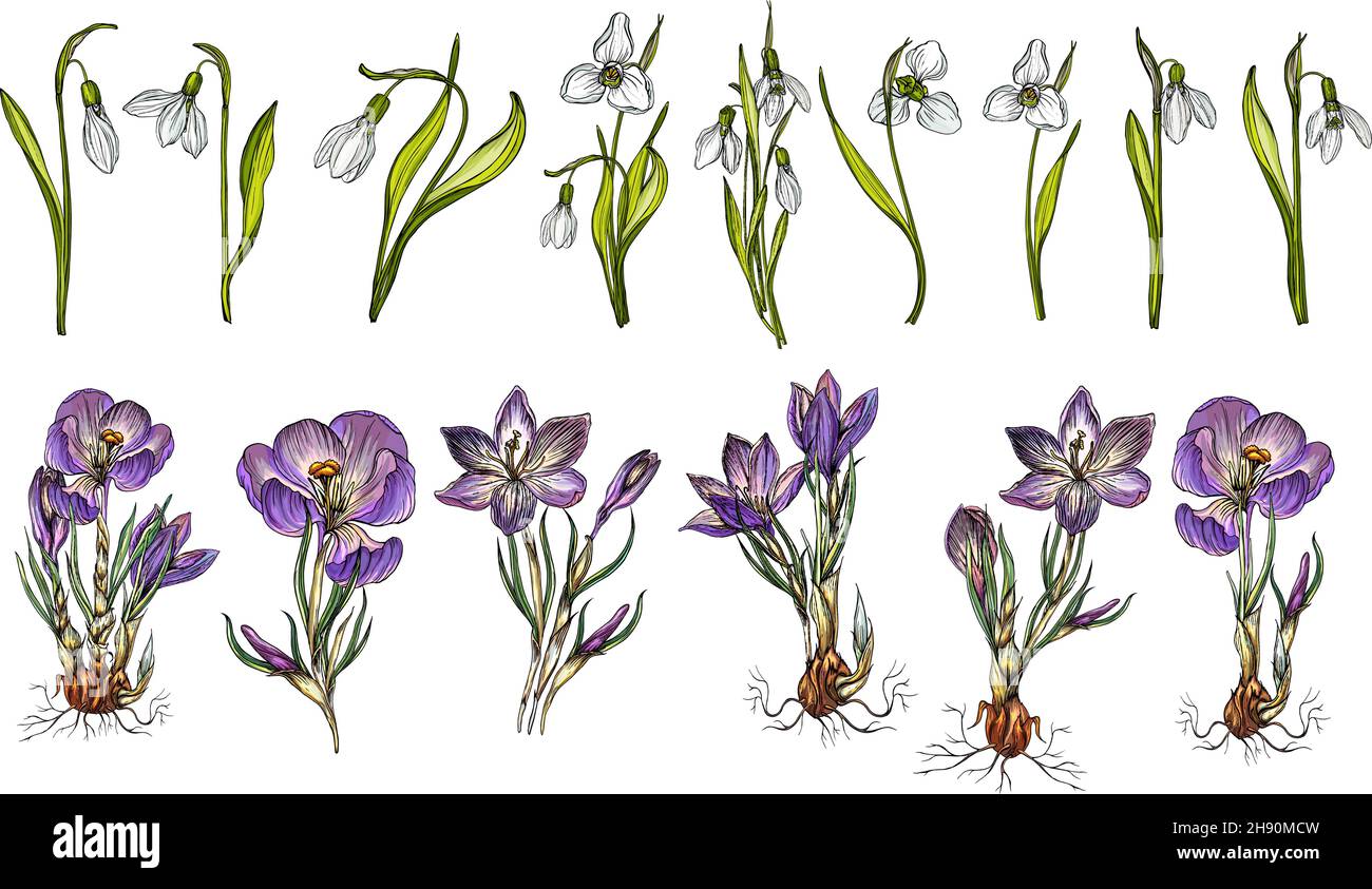 Vector Set von Schneeglöt und Crocus Farben Stock Vektor