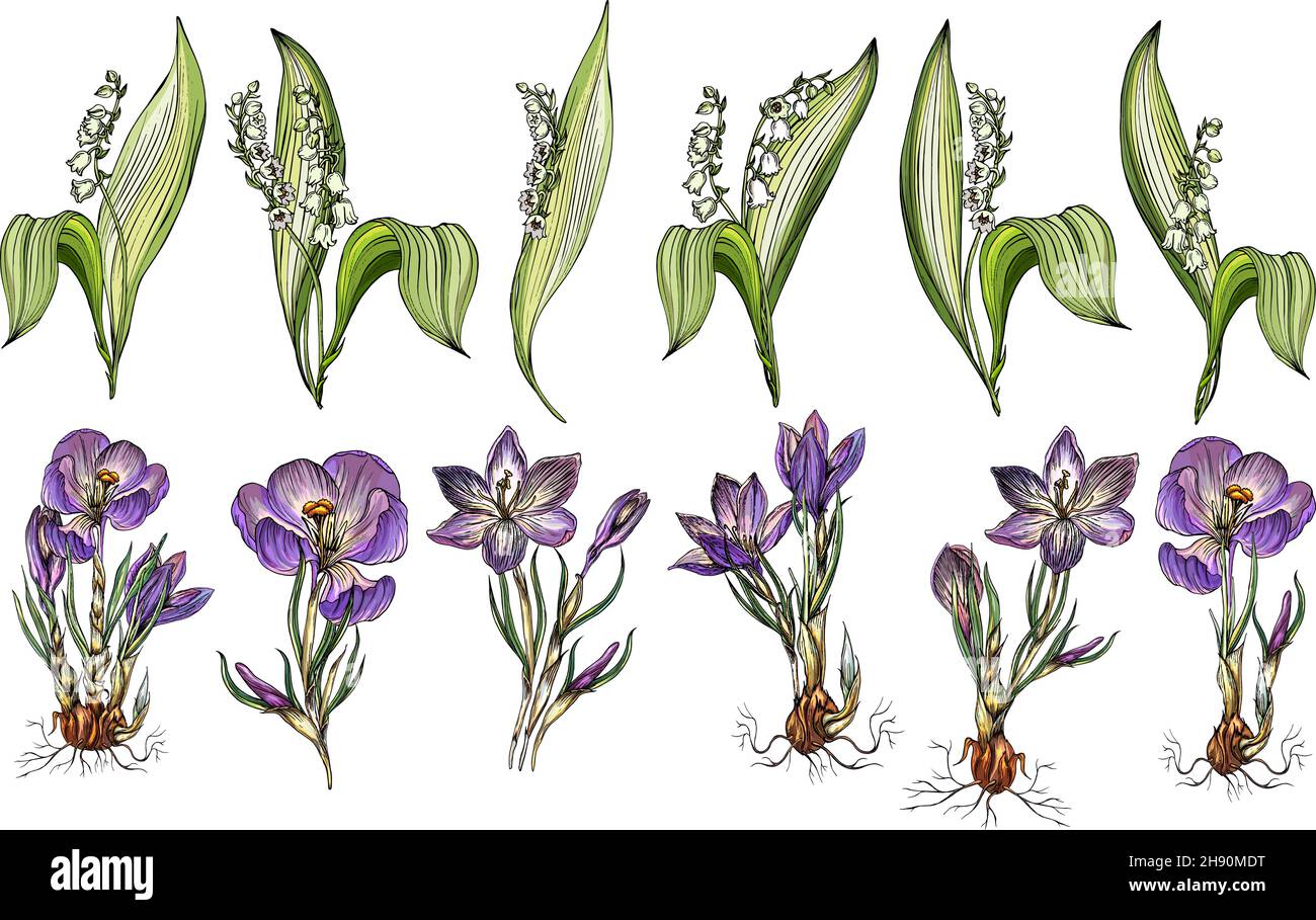 Vektor-Set von Maiglöckchen und Krokusblüten Stock Vektor