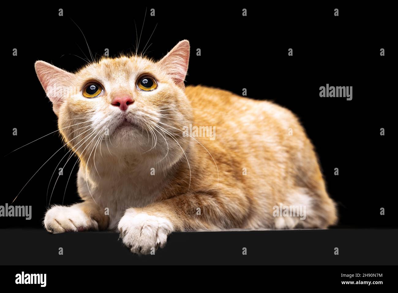 Erschrocken schöne flauschige rote Katze mit braunen Augen isoliert auf dunklem Studiohintergrund. Tierlebenskonzept Stockfoto